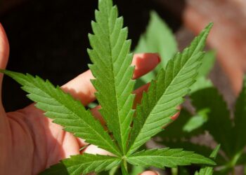 Fără precedent în UE. Vor să legalizeze cannabisul.Un număr mare de întrebări juridice și operaționale