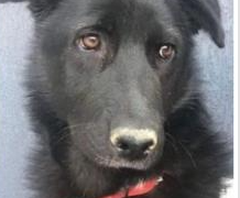 Amendă penală 3.200 de lei, 4.000 lei daune morale pentru că a ucis-o pe Negruța