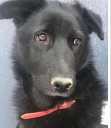 Amendă penală 3.200 de lei, 4.000 lei daune morale pentru că a ucis-o pe Negruța