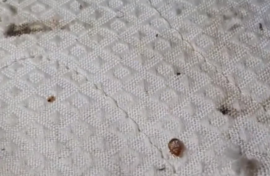 Invazie de ploșnițe într-un cămin studențesc în plină sesiune