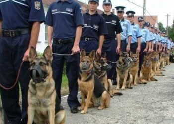 95 posturi conductori câini de serviciu, disponibile în MAI