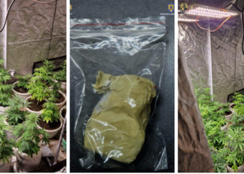 Trei bihoreni, reținuți pentru trafic de droguri. Cultură de canabis, armă, arbaletă cu săgeți descoperite la percheziții