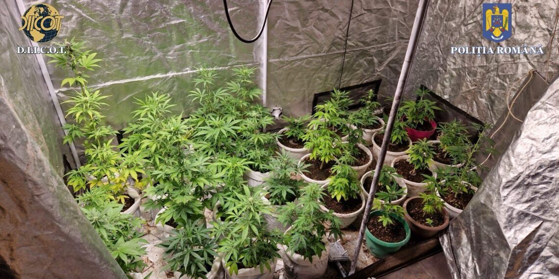 Trei bihoreni, reținuți pentru trafic de droguri. Cultură de canabis, armă, arbaletă cu săgeți descoperite la percheziții