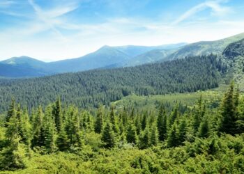 ONG-urile de mediu critică Noul Cod Silvic: „va genera probleme grave pentru silvicultura din România”