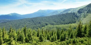 ONG-urile de mediu critică Noul Cod Silvic: „va genera probleme grave pentru silvicultura din România”