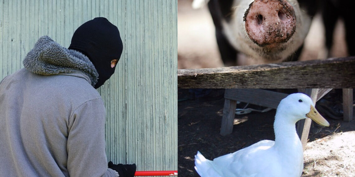 25 de ani de închisoare după ce s-a dus să fure o rață de la vecinul său pe care l-a omorât cu o cărămidă