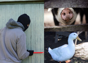 25 de ani de închisoare după ce s-a dus să fure o rață de la vecinul său pe care l-a omorât cu o cărămidă