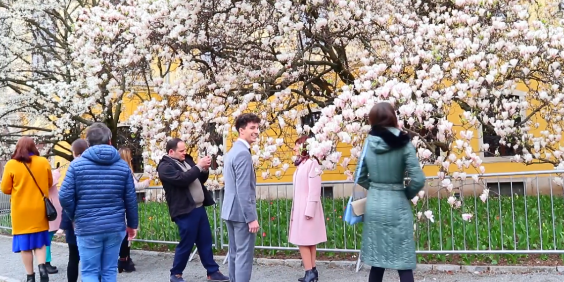 GALERIE. Peste 12.000 de vizitatori/zi în grădina cu magnolii de peste 120 de ani a Palatului baroc din Oradea