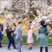 GALERIE. Peste 12.000 de vizitatori/zi în grădina cu magnolii de peste 120 de ani a Palatului baroc din Oradea