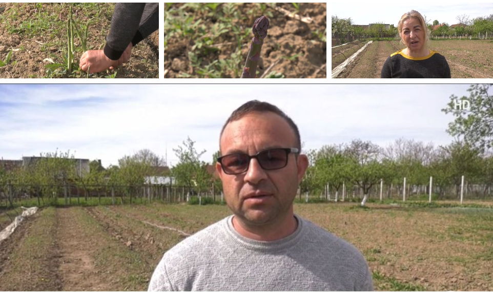 Sparanghelul de Bihor crește la Abram. Familia Varga a lucrat 15 ani în Germania și s-a întors acasă și a investit 3000 euro într-o afacere cu leguma regilor