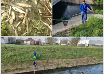 150 de kg de pești morți în urma poluării de pe Peța. Apele Române Crișuri pun la plată Compania de Apă Oradea