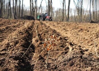 Romsilva va reîmpăduri 341,1 hectare afectate de calamităţi, dăunători. 77 ha sunt în Bihor