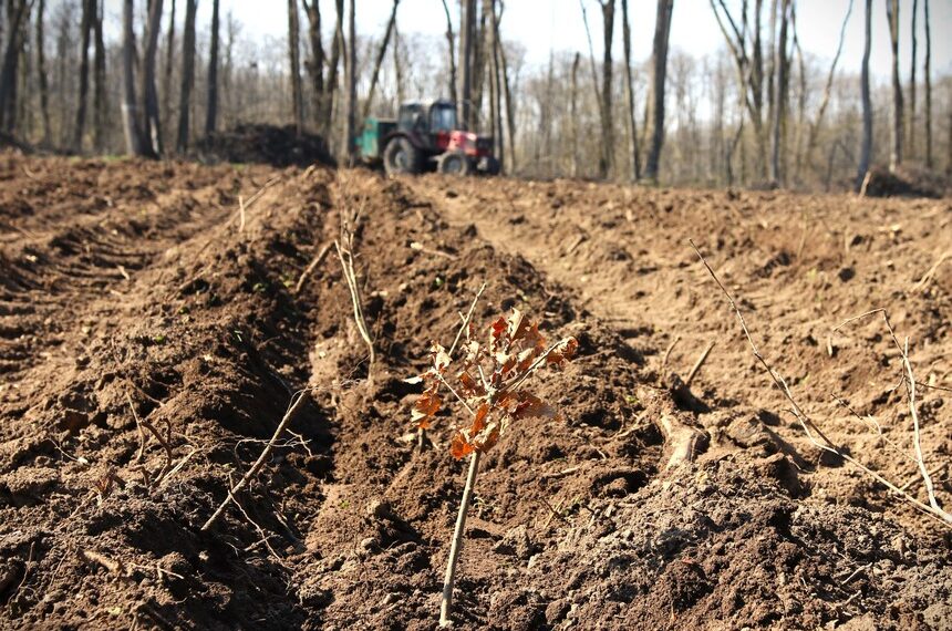 Romsilva va reîmpăduri 341,1 hectare afectate de calamităţi, dăunători. 77 ha sunt în Bihor