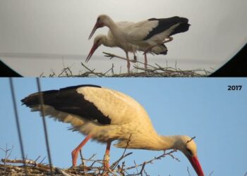 Cea mai bătrână barză, inelată vreodată în România, descoperită în Bihor. Are cuibul în comuna Tarcea