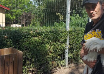 Gripă aviară în Bihor. Cadavrul unei berze era purtător al bolii