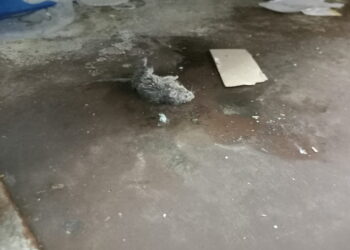 Rozătoare moarte în spațiu de depozitare al produselor congelate la Carrefour Nojorid