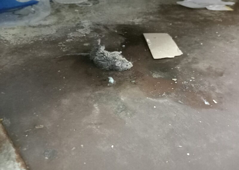 Rozătoare moarte în spațiu de depozitare al produselor congelate la Carrefour Nojorid