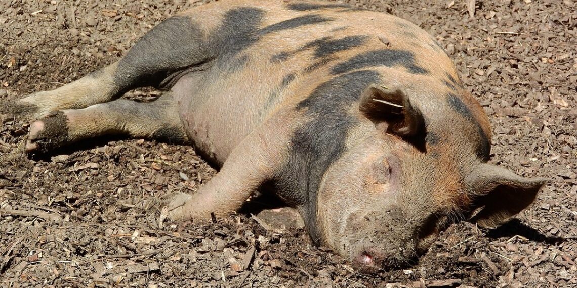 Noi focare de pestă porcină africană în Bihor