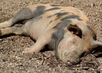 Noi focare de pestă porcină africană în Bihor