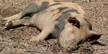 Noi focare de pestă porcină africană în Bihor