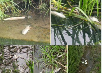 Sutele de pești morți din jurul Peței ar fi victime ale poluării