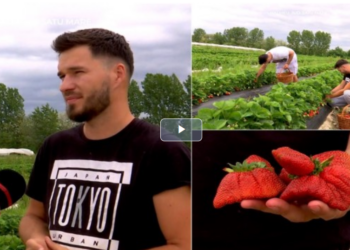 Afacere de succes cu capșuni-gigant.Fructele sunt dintr-un soi deosebit numit „Asia” şi pot ajunge la 170 de grame