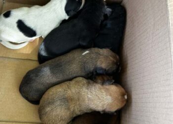 17.000 lei amendă după ce a abandonat o plasă plină cu căâei în centrul Paleu-ului