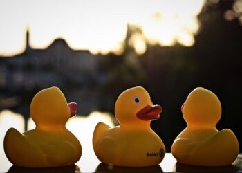 Cursa rățuștelor în scop caritabil. 4000 de rățuște lansate pe Crișul Repede