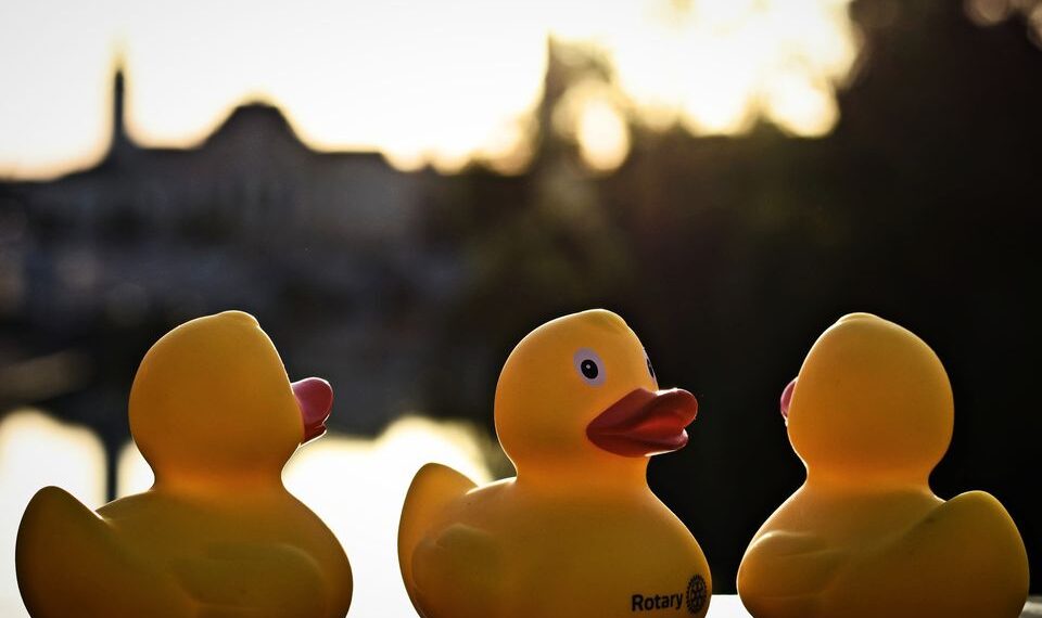 Cursa rățuștelor în scop caritabil. 4000 de rățuște lansate pe Crișul Repede