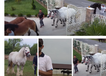 Povestea lui Ionuț Hendre, crescătorul de cai care își etalează exemplarele la expoziția organizată cu Primăria Oșorhei și CS Oșorhei