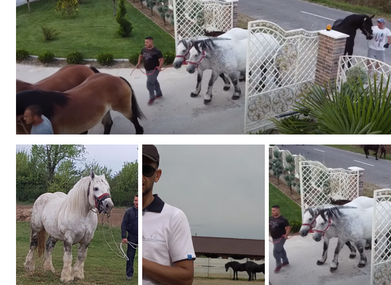 Povestea lui Ionuț Hendre, crescătorul de cai care își etalează exemplarele la expoziția organizată cu Primăria Oșorhei și CS Oșorhei