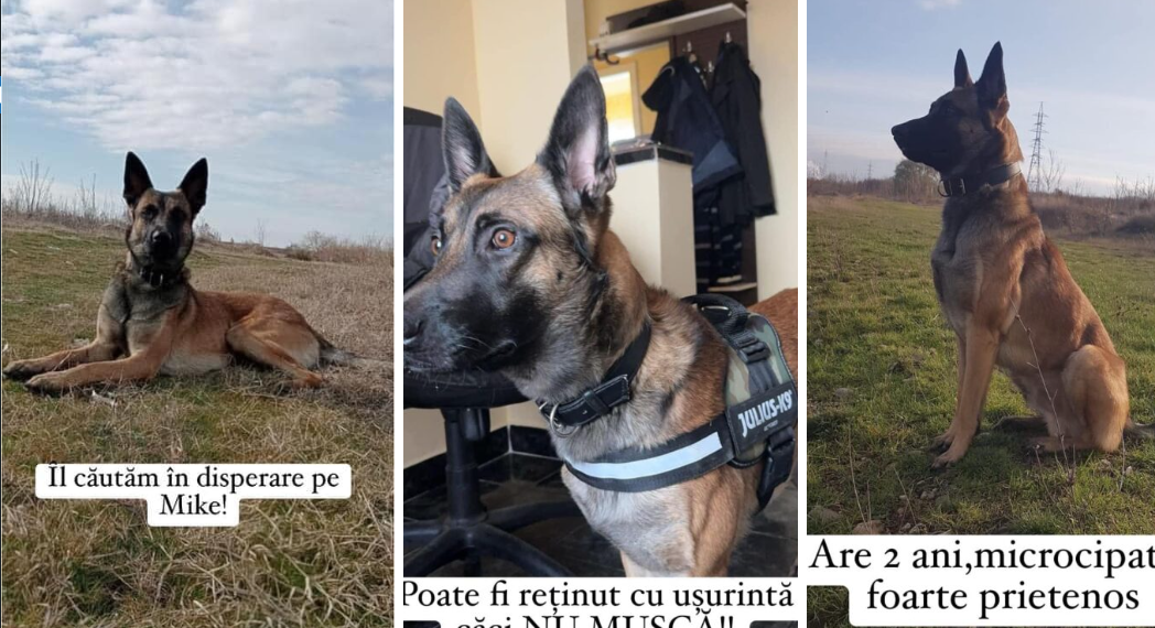 1000 de euro recompensă pentru Mike. E căutat de o lună, inclusiv cu drona