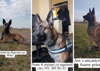 1000 de euro recompensă pentru Mike. E căutat de o lună, inclusiv cu drona