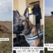 1000 de euro recompensă pentru Mike. E căutat de o lună, inclusiv cu drona
