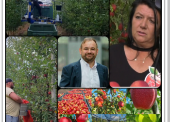 Livada din Bihor în care mărul de aur se culege cu mănuși. Eleonora Iacob cultivă la Urvind un soi de lux, exclusivist, un măr de club.„Divinitatea, domnul Reinhard Kaneppele și domnul primar Sorban Levente m-au ajutat„