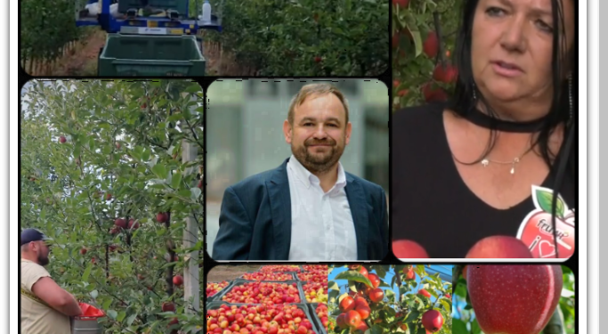 Livada din Bihor în care mărul de aur se culege cu mănuși. Eleonora Iacob cultivă la Urvind un soi de lux, exclusivist, un măr de club.„Divinitatea, domnul Reinhard Kaneppele și domnul primar Sorban Levente m-au ajutat„