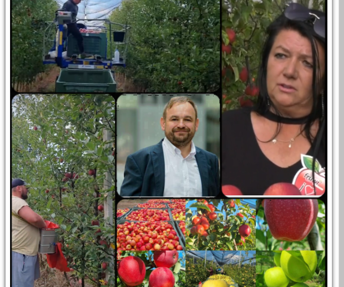 Livada din Bihor în care mărul de aur se culege cu mănuși. Eleonora Iacob cultivă la Urvind un soi de lux, exclusivist, un măr de club.„Divinitatea, domnul Reinhard Kaneppele și domnul primar Sorban Levente m-au ajutat„