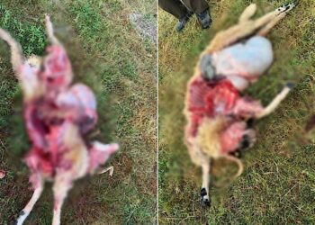 Măcel. Berbecii unei stâne din Groși atacați de o haită de lupi în toiul nopții