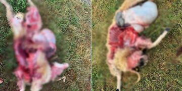 Măcel. Berbecii unei stâne din Groși atacați de o haită de lupi în toiul nopții