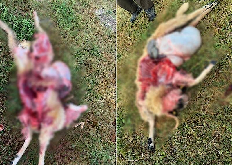 Măcel. Berbecii unei stâne din Groși atacați de o haită de lupi în toiul nopții