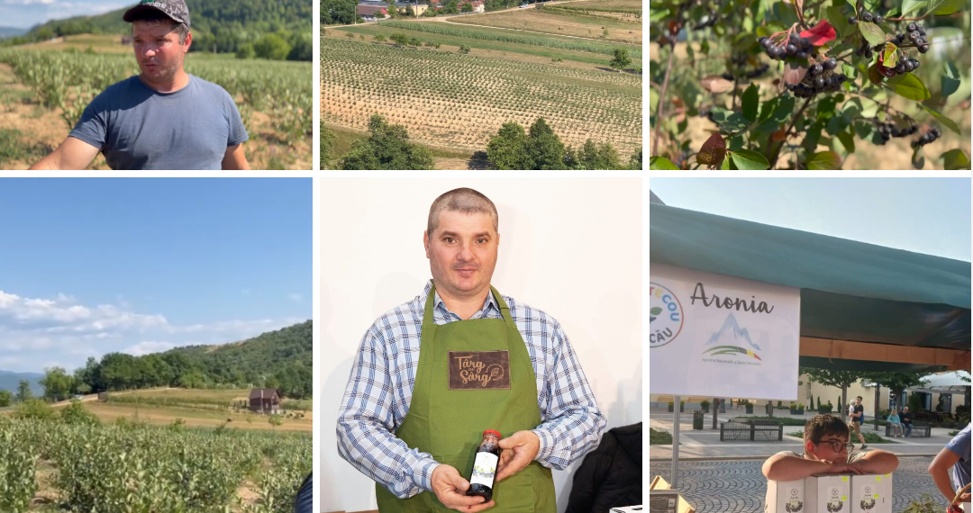 Coanul care și-a investit toți banii câștigați în Spania și Italia în plantația de Aronia de la Vascău. Puteți merge la clacă la Ioan Ichim