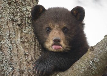 Noile măsuri controversate privind gestionarea populației de urși au fost adoptate