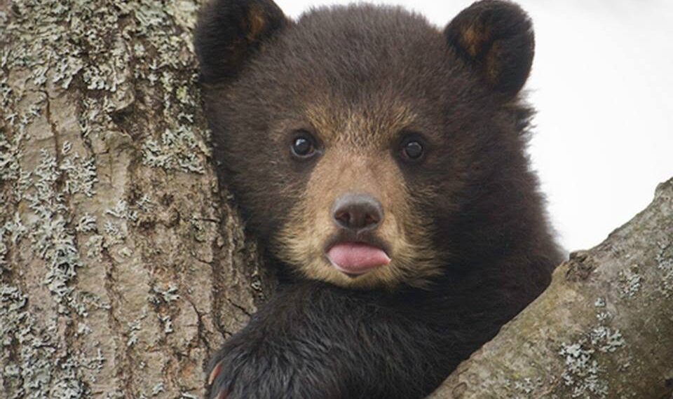 Noile măsuri controversate privind gestionarea populației de urși au fost adoptate
