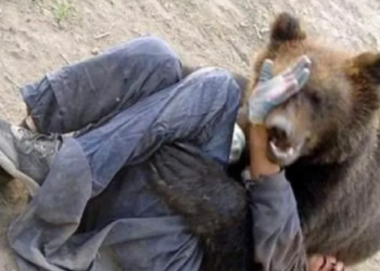 ICCJ: Despăgubiri morale şi materiale solicitate de victima atacului unui urs pentru prejudiciul suferit ca urmare a vătămării sale corporale