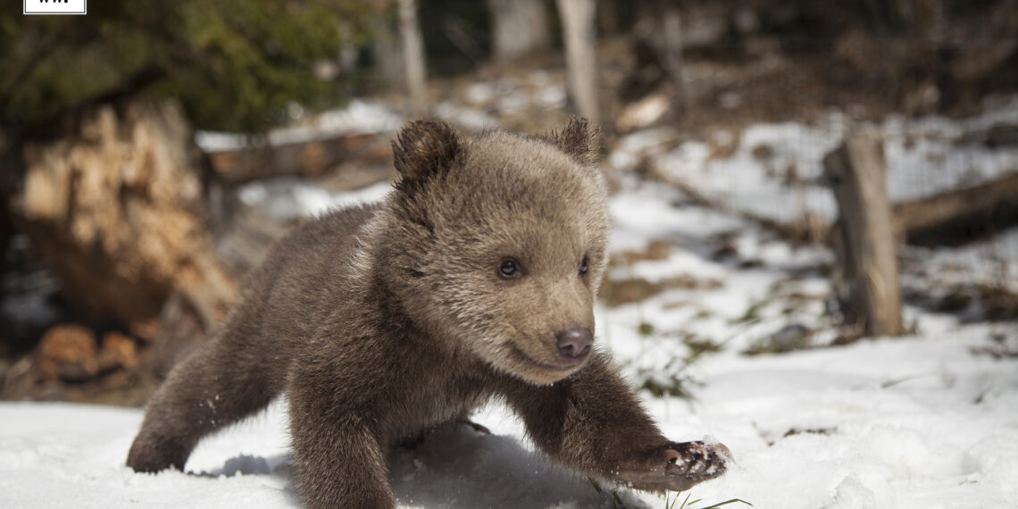 Legea urșilor monitorizată de Comisia Europeană