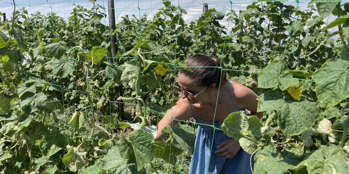 Bihorenii vor putea achiziţiona legume sau alte produse rapid, de la cea mai apropiată fermă, căutând pe harta interactivă