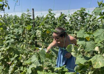 Bihorenii vor putea  achiziţiona legume sau alte produse rapid, de la cea mai apropiată fermă, căutând pe harta interactivă