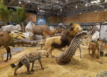Maestrul taxidermist Helmut Raith, de pe platorurile de filmare la „Kommissar Rex”, la Muzeul din Oradea. Vedeta expoziției o dioramă de 250 mp, care va recrea în detaliu habitatul natural al faunei africane
