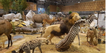 Maestrul taxidermist Helmut Raith, de pe platorurile de filmare la „Kommissar Rex”, la Muzeul din Oradea. Vedeta expoziției o dioramă de 250 mp, care va recrea în detaliu habitatul natural al faunei africane