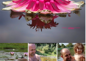 Galerie. Imagini de senzație. Au investit banii câștigați în Spania în singurul lac de acest fel din țară, la Finiș. Acolo a înflorit Rgina Nuferilor : Victoria Amazonica